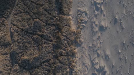 Grassy-dunes-and-sandy-beach,-aerial-top-down-motion-shot
