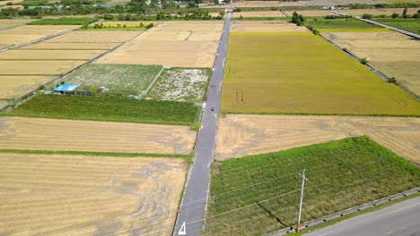 far away aerial shot of couple driving motorcycle in a small road between the green and gold wheat fields