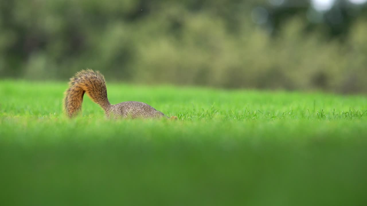 도토리를 먹는 다람쥐의 근접 촬영보기