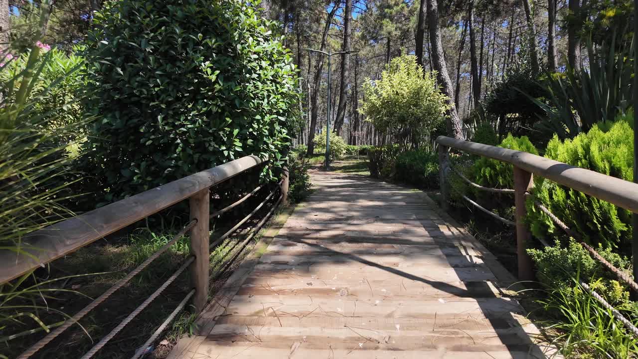 Wooden Walkway Leading Through a Sunny Forest