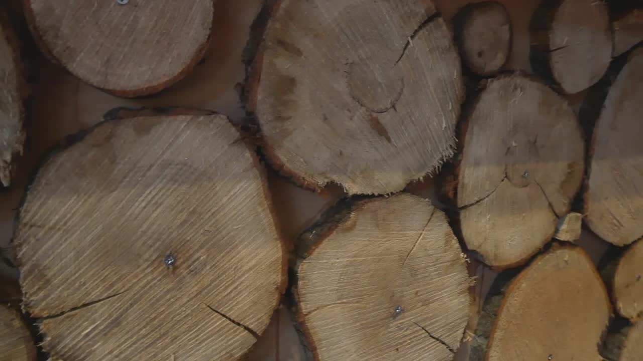 얇게 썬 나무 줄기를 가로지르는 패닝 샷