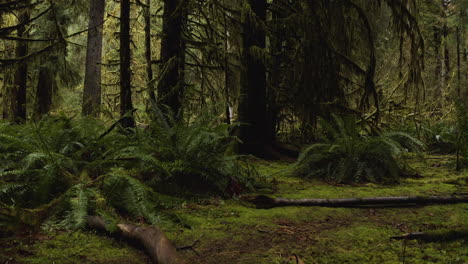 Old-Growth-Forest-In-Olympic-National-Park