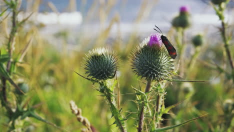 insect on a flower