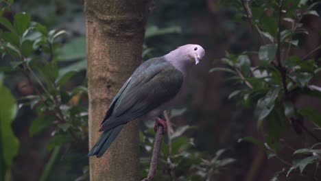 large green imperial pigeon ducula aenea perching on