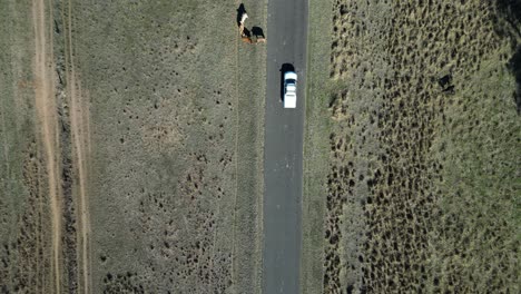 Un-Coche-Que-Viaja-Por-El-Interior-Pasa-Lentamente-Por-El-Ganado-Pastando-Al-Lado-De-Una-Carretera-Rural