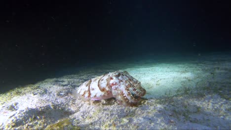 Cuttlefish-changing-colour-and-clapping-whilst-angry