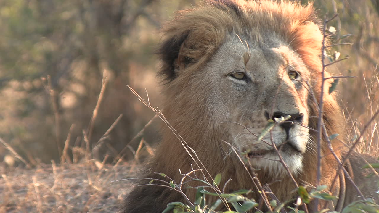 primer plano de perfil de un león macho mirando alrededor de las praderas sentado y observando la presa