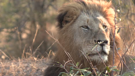 profile closeup of male lion looking around grasslands sitting and watching for prey