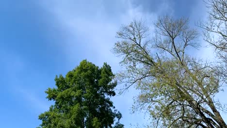 Wind-blowing-leaves-off-trees-in-Pennsylvania-during-Fall-Season-in-the-day-time