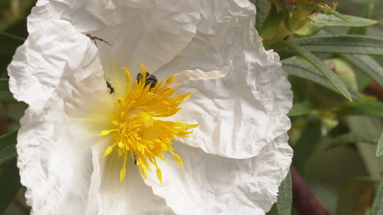 White Flower with Bee