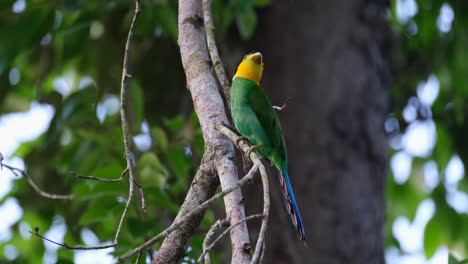 Seen-from-its-side-looking-up-curiously-while-perched-on-a-branch,-Long-tailed-Broadbill-Psarisomus-dalhousiae