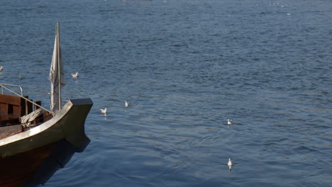 seagulls swimming in the douro river with traditional boat in porto, portugal. - static shot