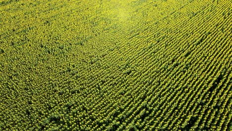 High-angle-drone-view-over-massive-cultivated-farm-land-with-yellow-sunflowers