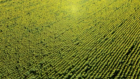 high angle drone view over massive cultivated farm land with yellow sunflowers