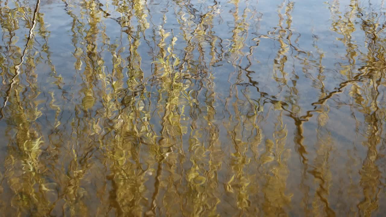 Reflection in water of tree branches with leaves