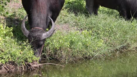 buffalo eating grass in a sunny field