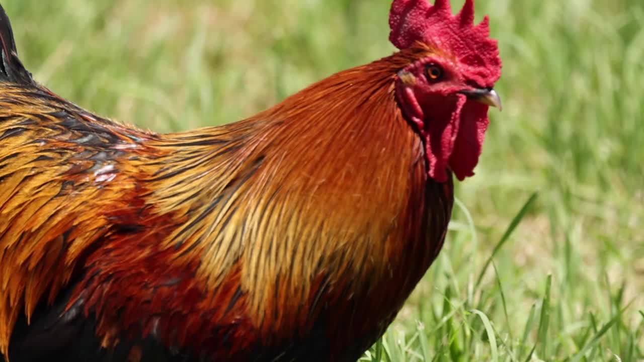 A detailed view of a rooster's colorful feathers and comb as it stands on green grass.
