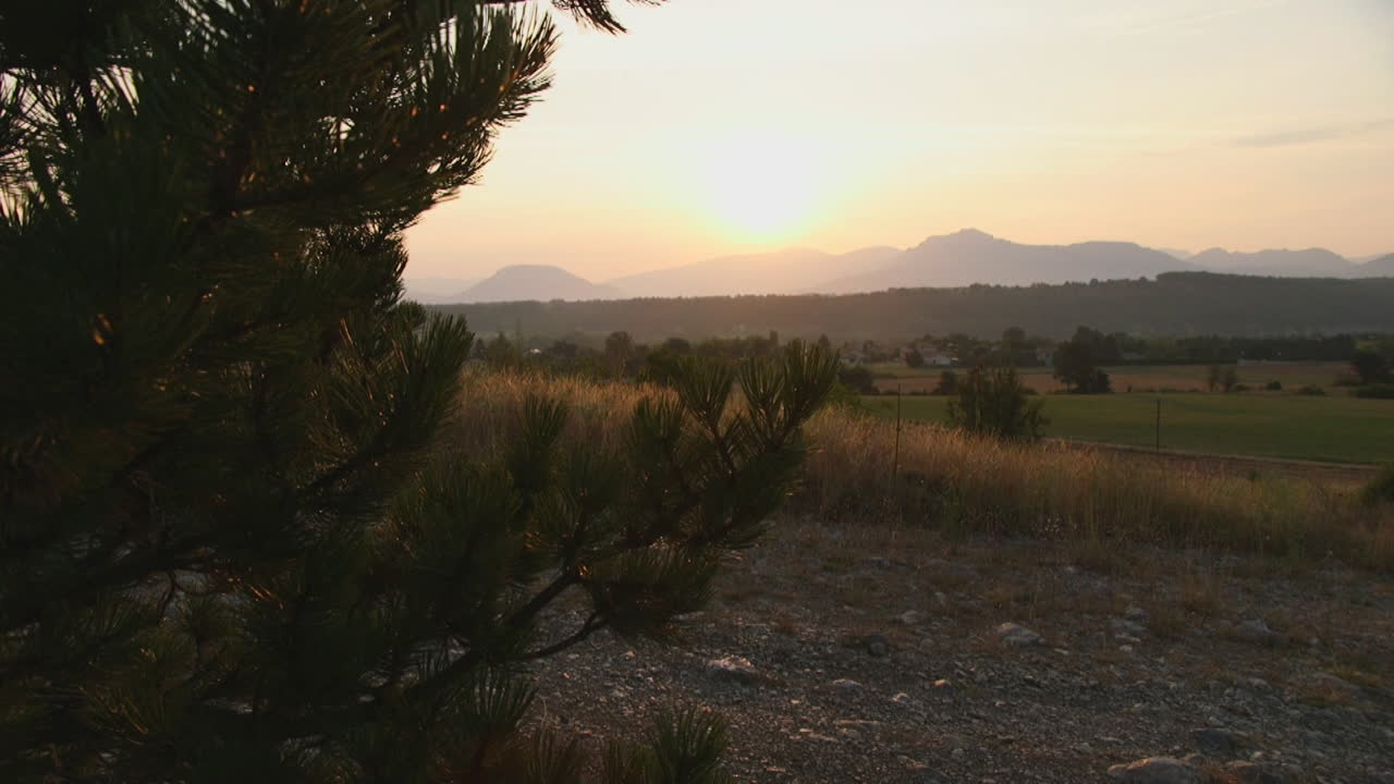 Sunlight appearing from behind a pine tree.