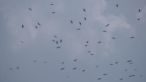 bandada de pájaros volando y dando vueltas en el cielo. día nublado de otoño, cielo gris, al aire libre. imágenes de movimiento 4k