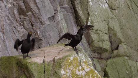 Un-Par-De-Aves-Marinas-De-Cormorán-En-Una-Roca-De-Acantilado-Con-Una-Tomando-Vuelo