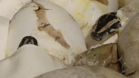 serpientes pitón incubando en un nido: los huevos se rompen y salen pequeños reptiles