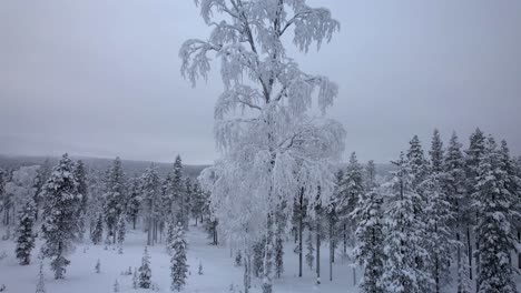 drone ascends in front of unique snow covered tree in lapland, finland, arctic circle