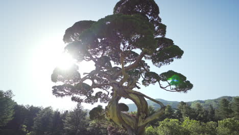 chinese juniper tree in the garden of morning calm during late afternoon with sun flares, medium track in slow motion