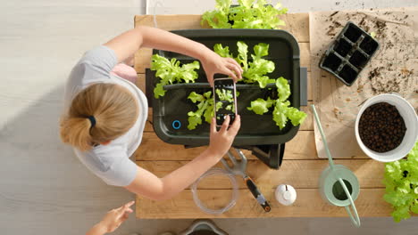 kids learning to grow lettuce hydroponically