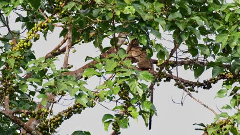 Schwanz-Nach-Unten,-Während-Es-Sich-Nach-Links-Bewegt-Und-Nach-Der-Richtigen-Frucht-Sucht,-Während-Die-Kamera-Ihm-Folgt,-Dreistreifen-Palmenzibetkatze-Arctogalidia-Trivirgata,-Thailand