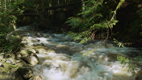 Kaskadenbach-In-Einem-Dunklen-Und-Moosigen-Wald