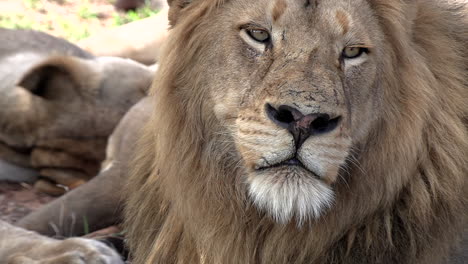 primer plano de un león macho de ojos soñolientos que vigila su orgullo con espacio de copia