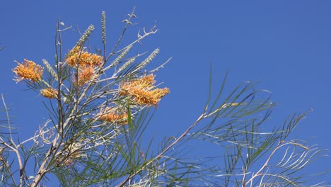 banksia flowers against a clear blue sky