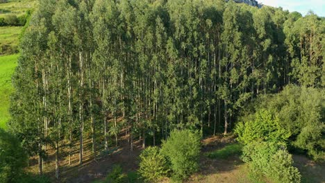 Vuelo-Ascendente-Con-Drones-Visualizando-Una-Granja-Llena-De-Altos-Eucaliptos-Muy-Juntos-En-Un-Entorno-De-Prados-Verdes-Y-Casas-De-Campo-En-Una-Ladera-En-Una-Tarde-De-Verano-En-Cantabria-España