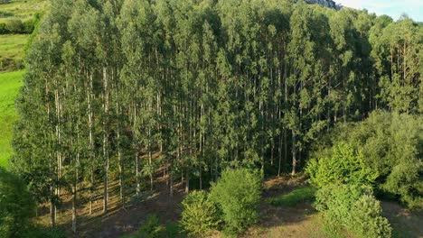 vuelo ascendente con dron visualizando una granja llena de altos árboles de eucalipto juntos en un entorno de prados verdes y granjas en una ladera en la tarde de verano en cantabria, españa