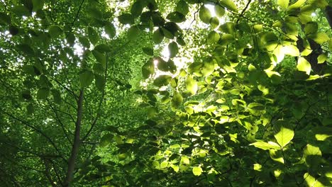 The view of the sunlight through the leaves of trees 