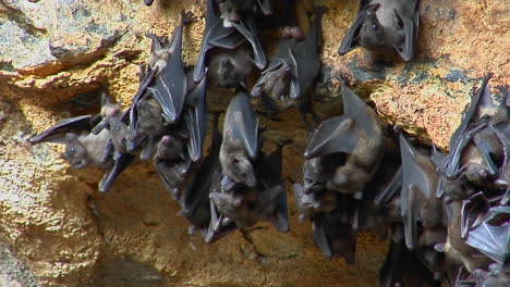 a groups of bats hang on a wall at the pura goa lawah temple or the bat cave temple in indonesia