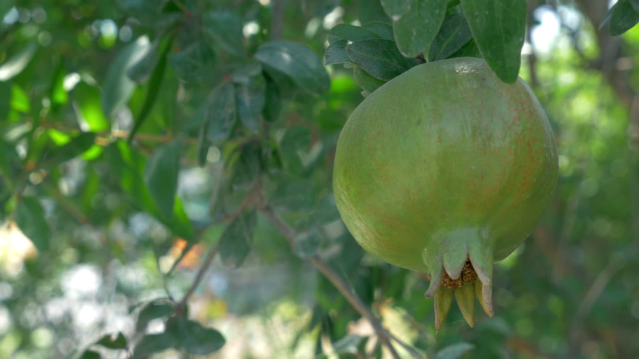 Un melograno verde in maturazione