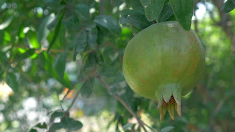 Ein-Grüner,-Reifender-Granatapfel