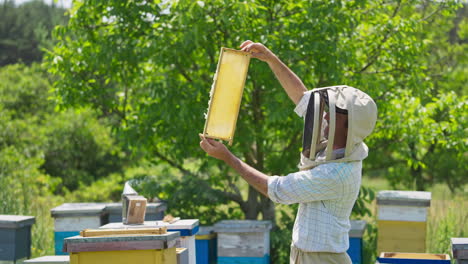 happy apiarist looks at the honeycomb against the sun. man inspecting the frames and smiling cheerfully. green trees background.