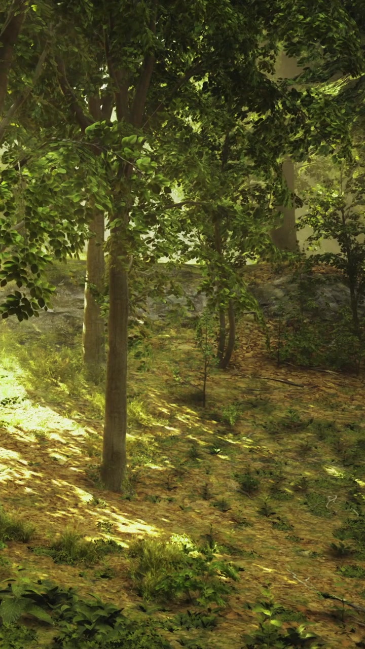 La luce filtra tra gli alberi in un tranquillo ambiente forestale durante il giorno.