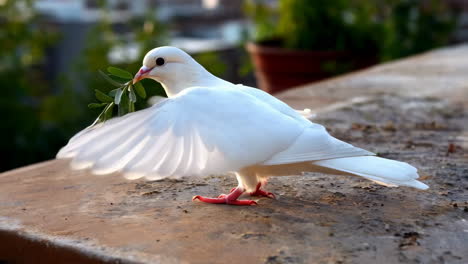 white dove holding an olive branch