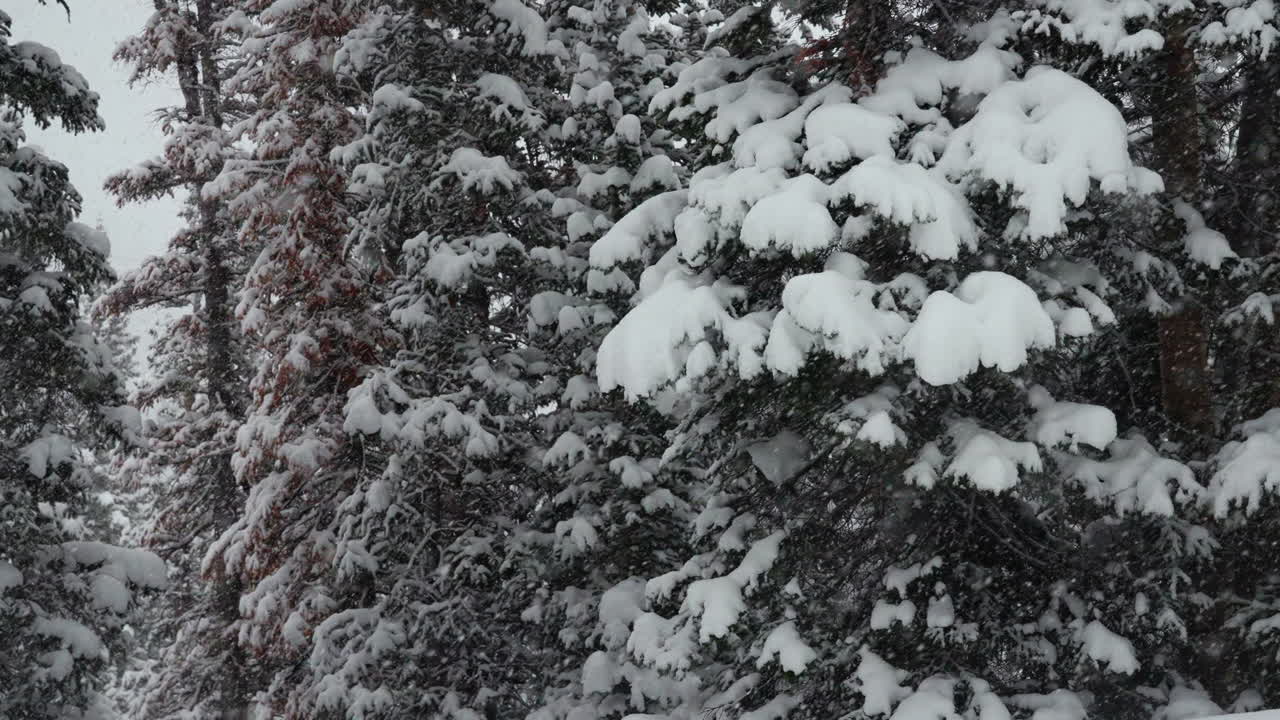 Berthoud Pass Colorado Christmas trees Colorado super slow motion snowing snowy spring winter wonderland blizzard white out deep snow powder on pine tree national forest Loveland Rocky Mountain slide