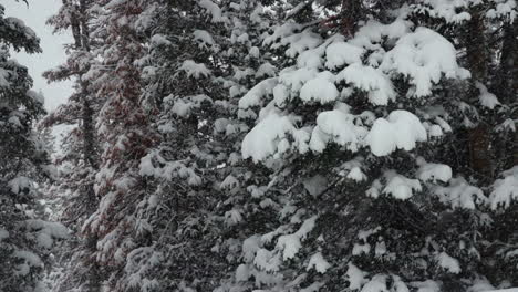 berthoud pass colorado árboles de navidad colorado super cámara lenta nieve nieve primavera invierno tierra de las maravillas tormenta de nieve blanca fuera polvo de nieve profunda en el pino bosque nacional loveland deslizamiento de montaña rocosa