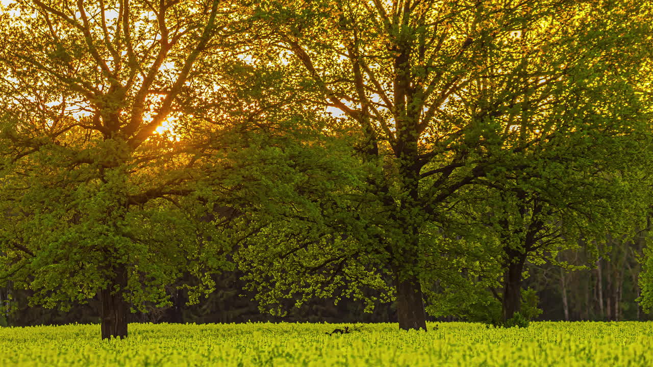 el lapso de tiempo de la puesta de sol dorada detrás de árboles verdes y campos en verano
