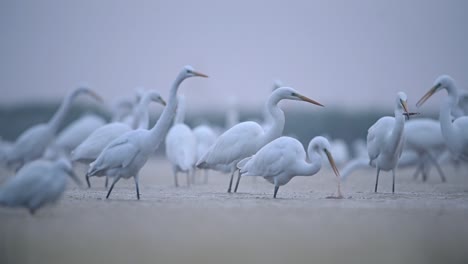 flock of great egrets in morning