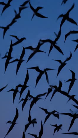 birds in flight at dusk