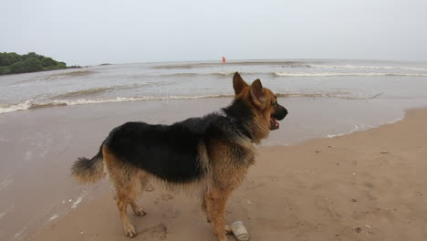 cute dog wags his body after a wet