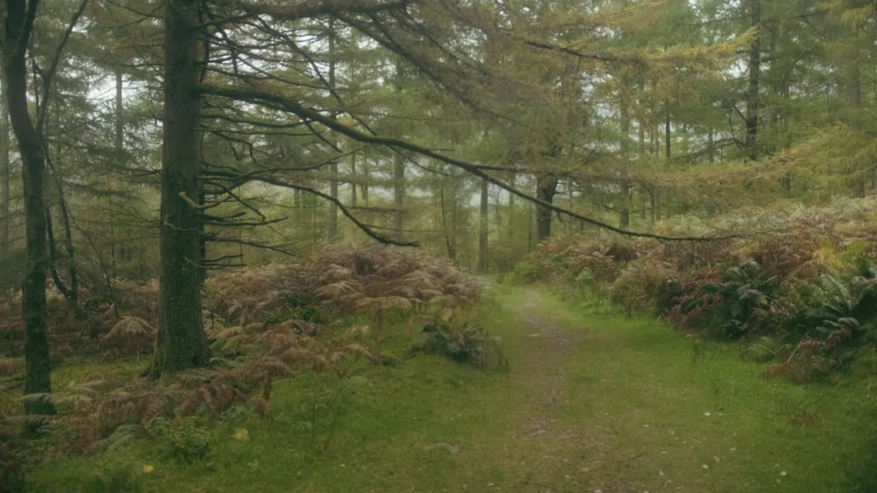 el camino verde trillado en el campo arbolado se besa con un toque de niebla
