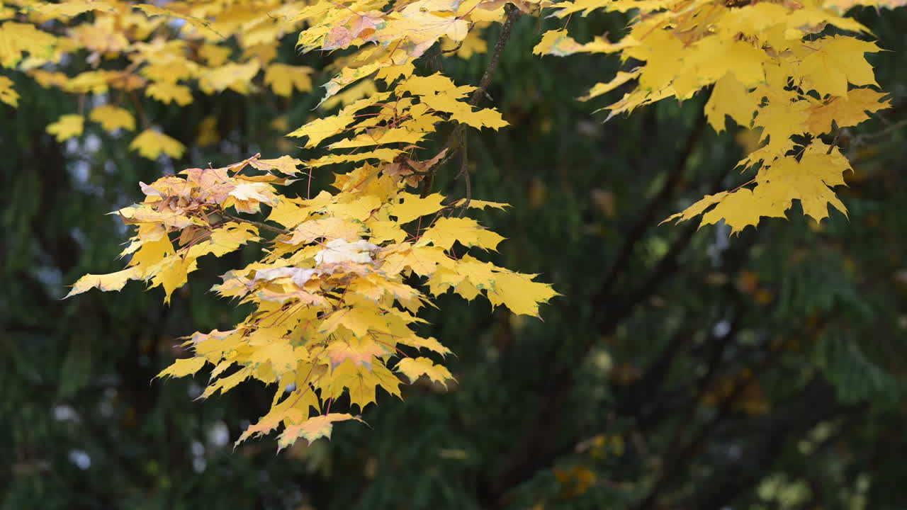 Golden maple leaves in autumn sunlight
