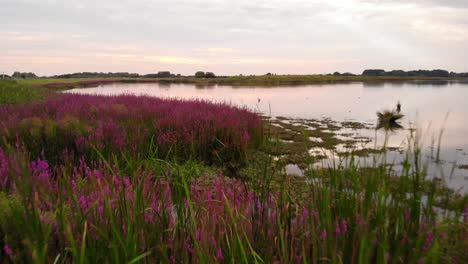 aerial over pink wildflowers at nature reserve of crezeepolder